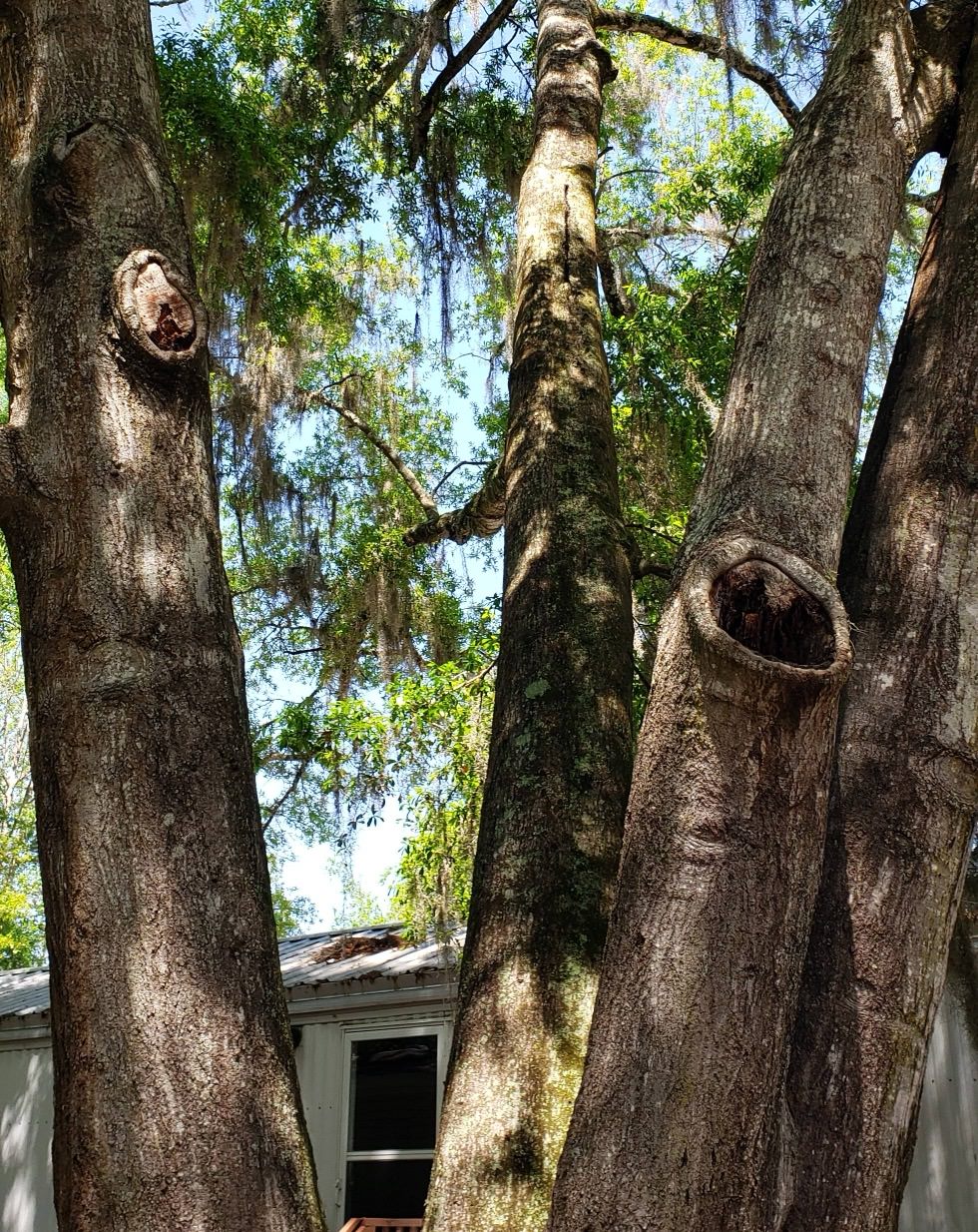 Tree trunks with cavity wounds and decay near a residential structure