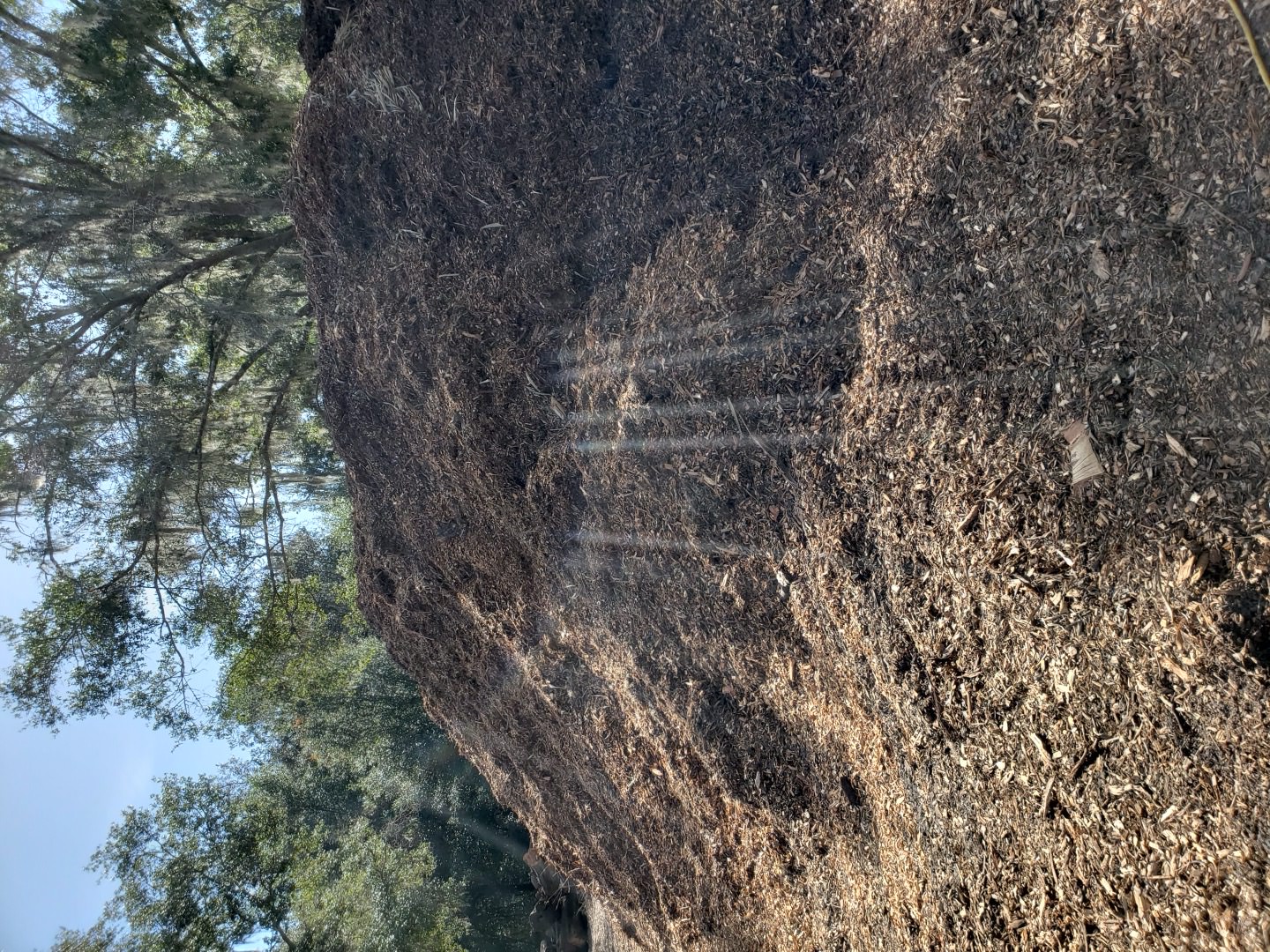 Wood chip mulch pile from tree service work, available for delivery